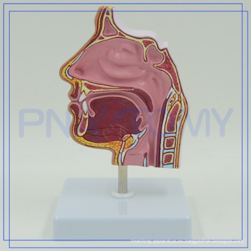 PNT-04361 tamaño natural de la cavidad nasal y modelo de anatomía de la nariz